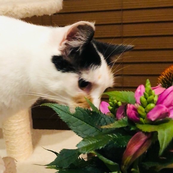 Meet your Posher...June!  Leave a note and say hi! - Picture 10 of 12